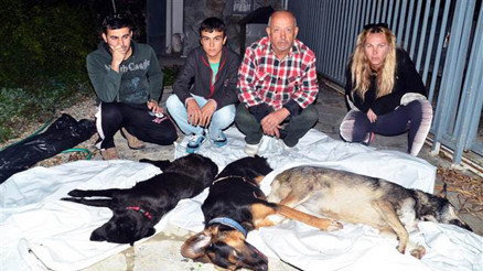 4 köpeği zehirlenen turizmci hastaneye kaldırıldı