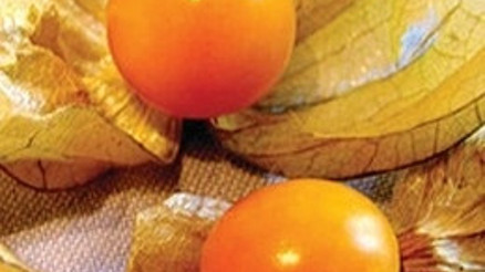 40 ton ‘altın çilek’ getirdi, Başbakan’a ‘hediyelik’ kalmadı