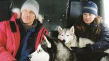 Kızak köpeklerinin yaşam mücadelesi