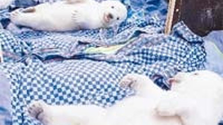 Aynayla kandırdılar