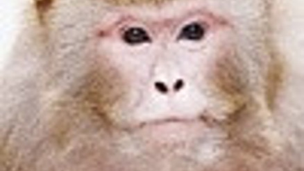 Low-cal diet a miracle