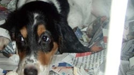 Petshopta köpeklere eziyet iddiası