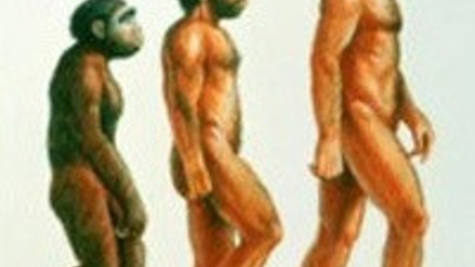 İnsanoğlu penisindeki kemiği nasıl kaybetti