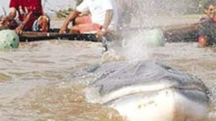 Japonya’da ’bilimsel’ balina katliamı