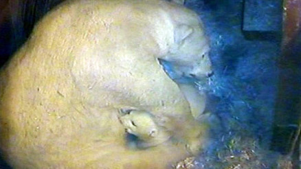 Nürnberg Hayvanat Bahçesine yeni misafir