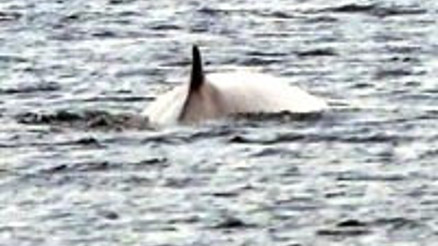 Fin balinası Flensburgluları sevindirdi