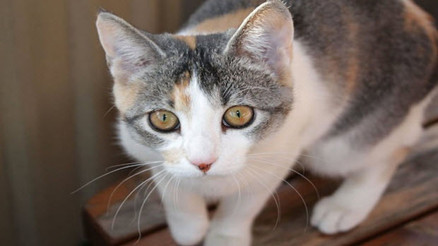 İnternette kedi videosu izleyenleri bekleyen tehlike