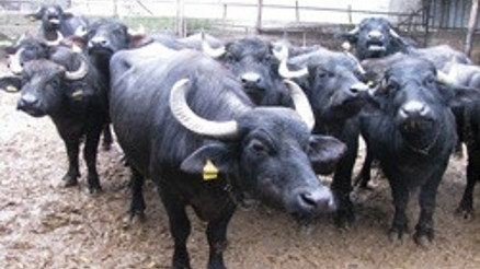 Devletten manda yetiştiricilerine 650 lira destek