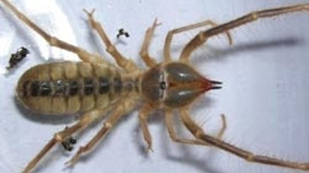 Et yiyen örümcek bulundu