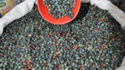 Kansere ve yaşlanmaya karşı çok etkili