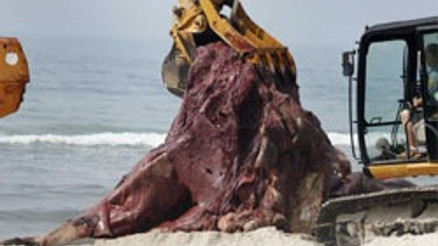 Sahilden böyle kaldırdılar