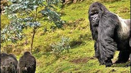 Gümüş sırtlı gorillerle bambu ormanlarında iki saat yürüdüm