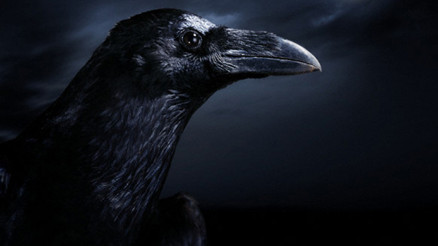 Bu kargalar bizden ne istiyor