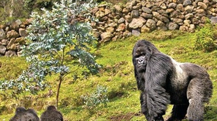 Gümüş sırtlı gorillerle bambu ormanlarında iki saat yürüdüm