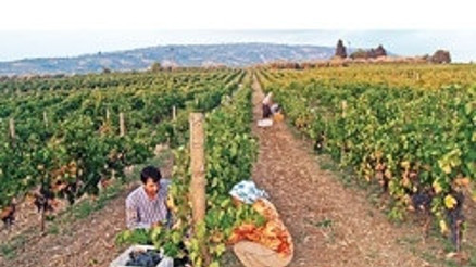 Mürefte’de bağbozumu heyecanı