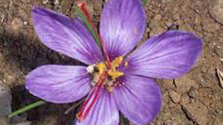 Mucize bitki safranın kilosu 20 bin lira