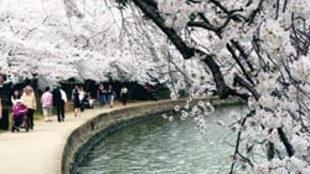 Tokyo’dan Washington’a dünya baharı sakurayla karşılıyor