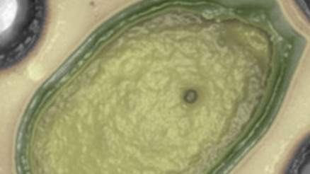 İşte gerçek Marslı