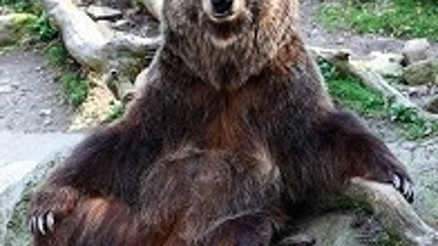 Bak şu ayının yaptığına