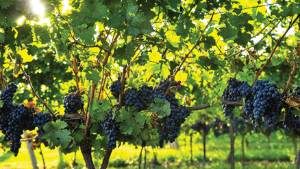 Bozcaada’da bağbozumu günleri bu yıl yüzler gülüyor