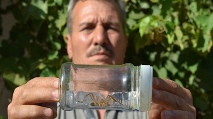 15 santimetrelik Sarı Ömer görenleri korkuttu