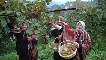 Karadenizde kivi hasadına başlandı