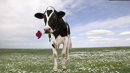 İlginç bir güzellik sırrı: İnek memesi kremi