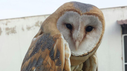 Tüfekle değil fotoğraf makinesiyle gelin