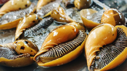 Kanserle mücadelede deniz salyangozu mucizesi