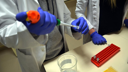 Kuşların genetik çeşitliliği belirleniyor