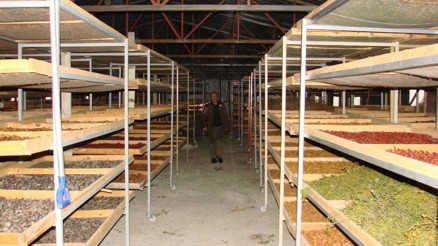 Orman zararlısı ökse otundan çay yaptı