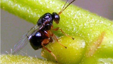 Aydınlı Kestane Üreticileri Gal Arısına Karşı Tetikte Bekliyor