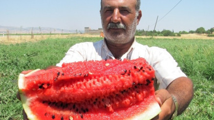 Arabanda Karpuz Hasadı Başladı