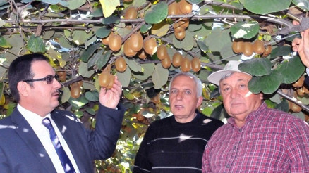 Kivi Üreticileri Yalov’da Arazi Bulamıyor