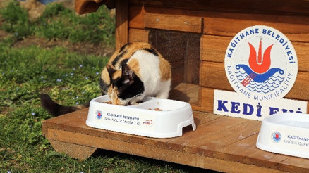17 Şubat Dünya Kediler Günü Kağıthane’de Kutlandı