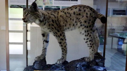 Ispartada telef olan vaşak sergileniyor