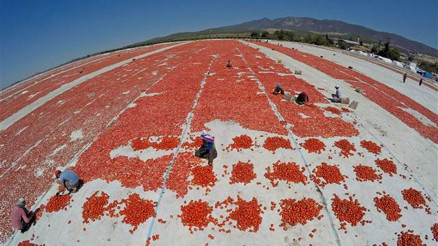 Domateste yüksek rekolte beklentisi