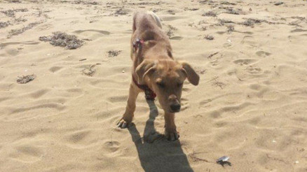 Hakkari’de bacakları kırılan köpek, İsviçre’de yuva buldu