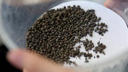 Yassıtepede 5 bin yıllık üzüm çekirdekleri bulundu