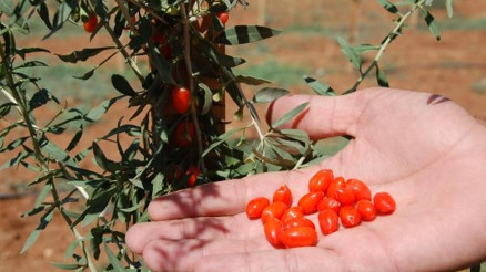 Afşinde Goji Berry bahçeleri kurulacak