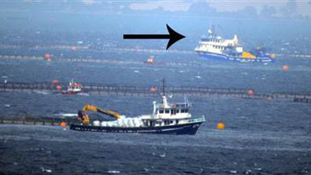 Binlerce balığı telef etti