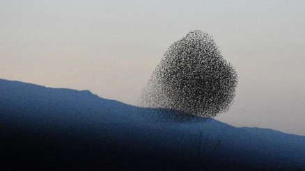 Göç yolundaki sığırcıkların dansı