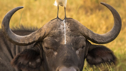 En komik hayvan fotoğrafları