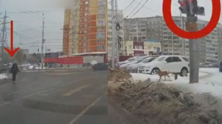 Trafik kurallarına uyan köpek