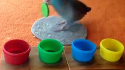 Charlie bercerisiyle kendine hayran bırakıyor