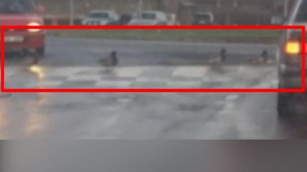 Ördekler bile trafik kurallarına uyuyor