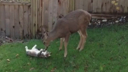 Geyik ve kedinin dostluğu