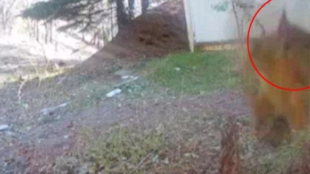 Sosyal medyayı sallayan sincap