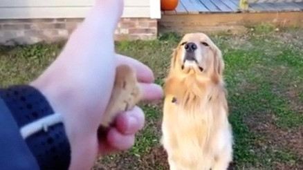 Ölü taklidi yapan köpek