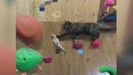 Tırmanma duvarını bir çırpıda aşan kedi